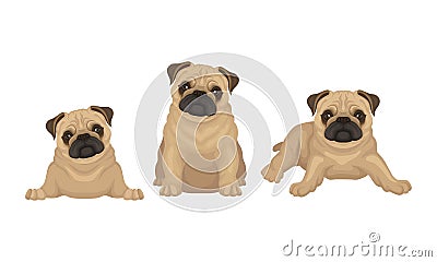 Pug with Wrinkly, Short-muzzled Face and Curled Tail Vector Set Vector Illustration