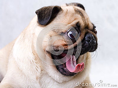 Pug yawn Stock Photo