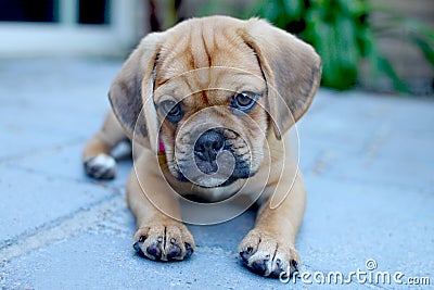 Puggle puppy Stock Photo