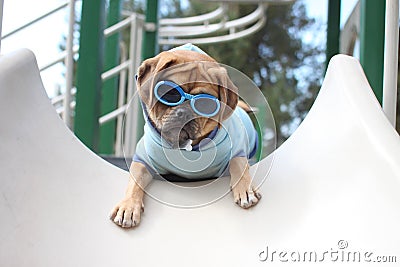 Puggle Stock Photo