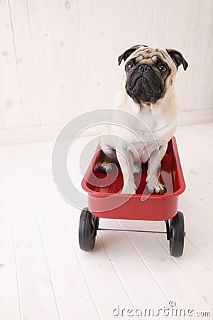 Puggy dog in car toy Stock Photo