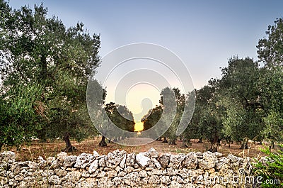 Puglia, Italy, Olive trees Stock Photo