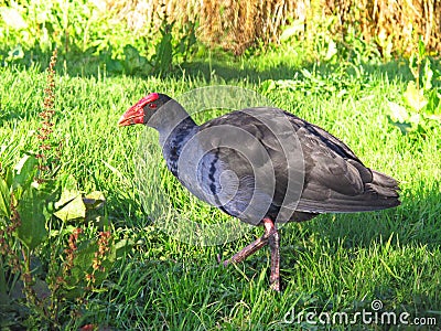 Pukeko bird Stock Photo