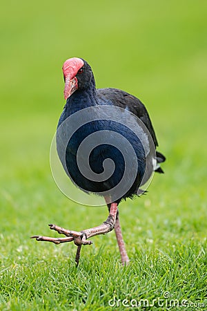 Pukeko bird Stock Photo