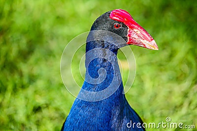 Pukeko, Western Springs, Auckland, New Zealand Stock Photo