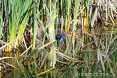 Pukeko hiding in bulrushes in wetland pond Stock Photo