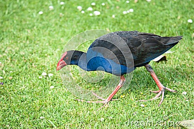 Pukeko - NZ Swamp Hen Stock Photo