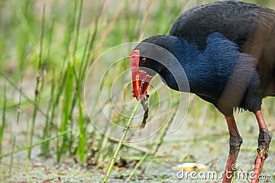 A Pukeko Swamp Hen wading in a pond in New Zealand Stock Photo