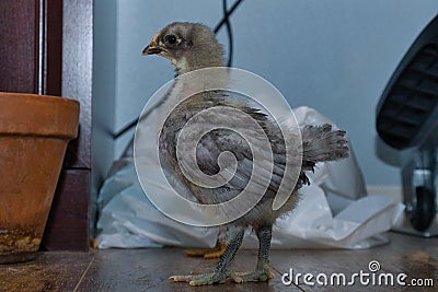 Pullet Chicken Chick in the house Stock Photo