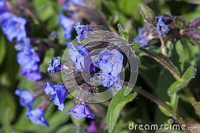 Pulmonaria `Blue Ensign` Stock Photo