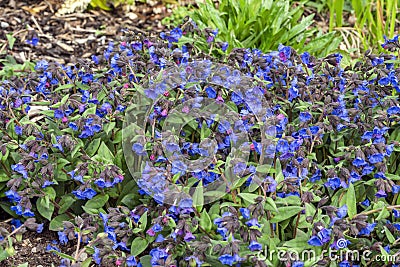 Pulmonaria `Blue Ensign` Stock Photo