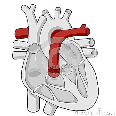 Pulmonary artery - Heart - Human body - Education Stock Photo