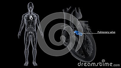 Pulmonary Valve of the Heart Stock Photo