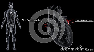 Right and Left Pulmonary Veins of Heart Stock Photo