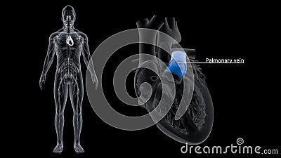 Pulmonary Vein of Heart Stock Photo