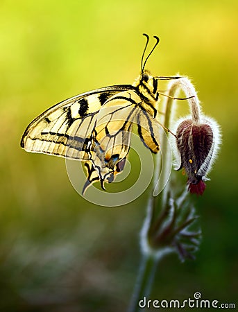 Pulsatilla flower with butterfly Stock Photo