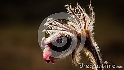 Pulsatilla flower in the field,on a sunny spring day. Europe, single Stock Photo