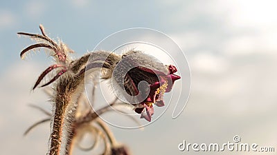 Pulsatilla flower in the field,on a sunny spring day. Europe, single Stock Photo