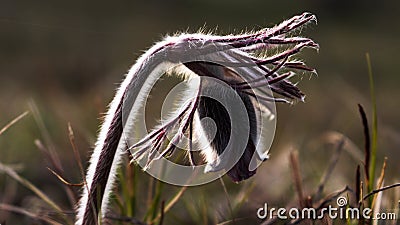 Pulsatilla flower in the field,on a sunny spring day. Europe, single Stock Photo