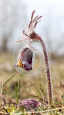 Pulsatilla flower in the field,on a sunny spring day. Europe, single Stock Photo