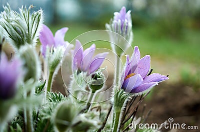 Pulsatilla flower in garden Stock Photo