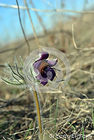 Pulsatilla flower prairie crocus or Easter flower blooming, soft gray grass Stock Photo