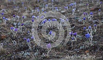 Pulsatilla grandis Stock Photo