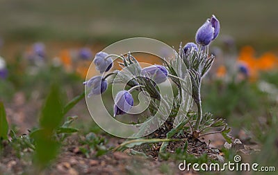 Pulsatilla grandis Stock Photo