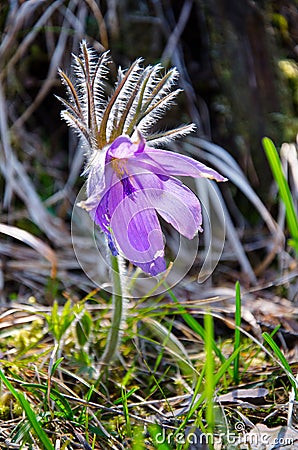 Pulsatilla, Low Tatras, Slovakia Stock Photo