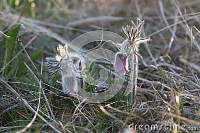 Pulsatilla pratensis - the small pasque flower Sweden, Gotland, May 2022 Stock Photo