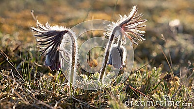 Pulsatilla pratensis - the small pasque flower Sweden, Gotland, May 2022 Stock Photo