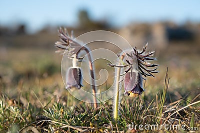 Pulsatilla pratensis - the small pasque flower Sweden, Gotland, May 2022 Stock Photo