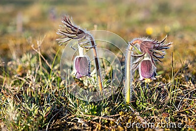Pulsatilla pratensis - the small pasque flower Sweden, Gotland, May 2022 Stock Photo