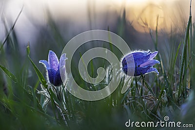 Pulsatilla pratensis - two developed, purple passerine flowers in spring grass in a meadow. The setting sun in the background Stock Photo