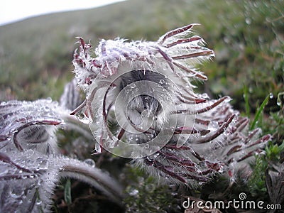 Pulsatilla pratensis Stock Photo