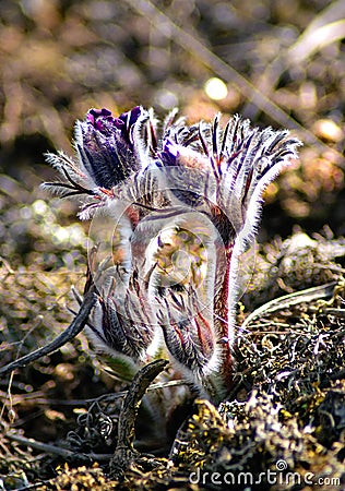 Pulsatilla vernalis. Close-up image Stock Photo