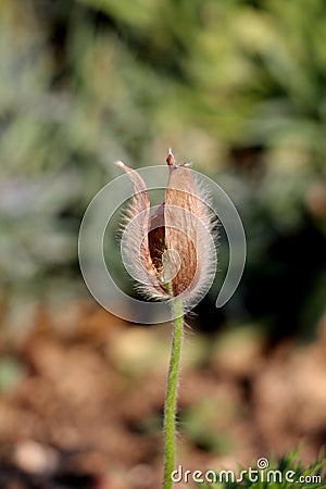 Pulsatilla vulgaris or Pasque flower plant with violet to brown bell-shaped flower on top of soft silver grey hairy stem in home Stock Photo