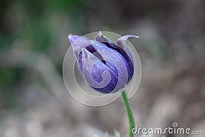 Pulsatilla vulgaris or Pasque flower single partially open violet flower planted in local garden on warm spring day Stock Photo