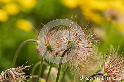 Pulsatilla vulgaris, the pasqueflower. Close-up. On a green-yellow background Stock Photo