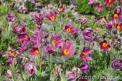 Pulsatilla vulgaris `Rubra` Stock Photo