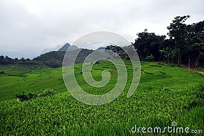 Puluong, the wonderful rice fields Stock Photo