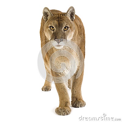 Puma (17 years) - Puma concolor Stock Photo