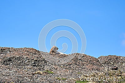 Puma concolor, cougar or mountain lion is a large wild cat of the subfamily Felinae. Stock Photo