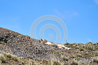 Puma concolor, cougar or mountain lion is a large wild cat of the subfamily Felinae. Stock Photo