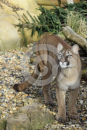 Puma Stock Photo