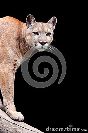 Puma on dark background Stock Photo