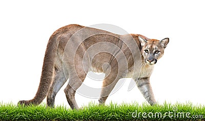 Puma isolated Stock Photo