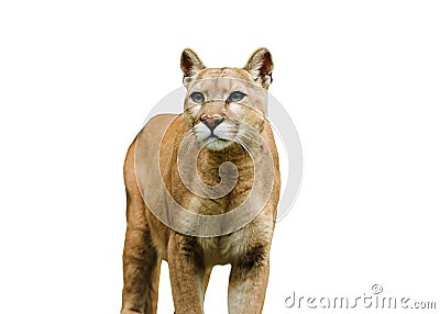 puma isolated on the white background Stock Photo