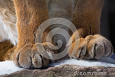 Puma Paws Stock Photo