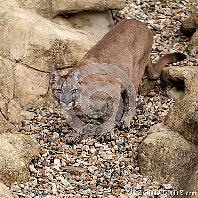 Puma on Rock Crouching Ready to Pounce Stock Photo